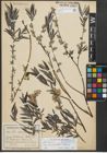 Foto von Salix repens subsp. rosmarinifolia (L.) Andersson